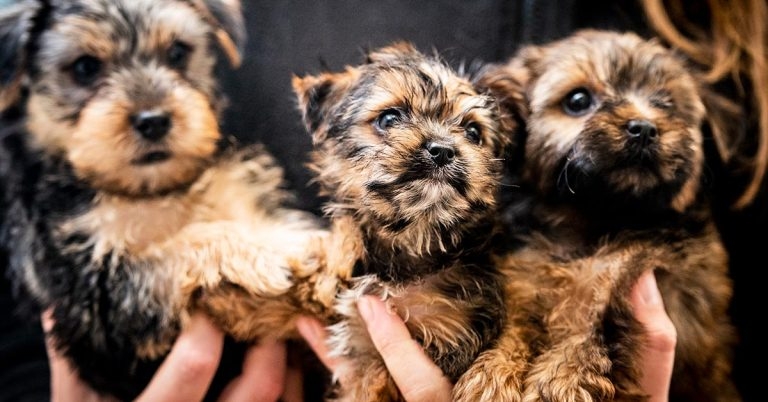 Research shows buyers ‘turn blind eye’ to puppy trade
