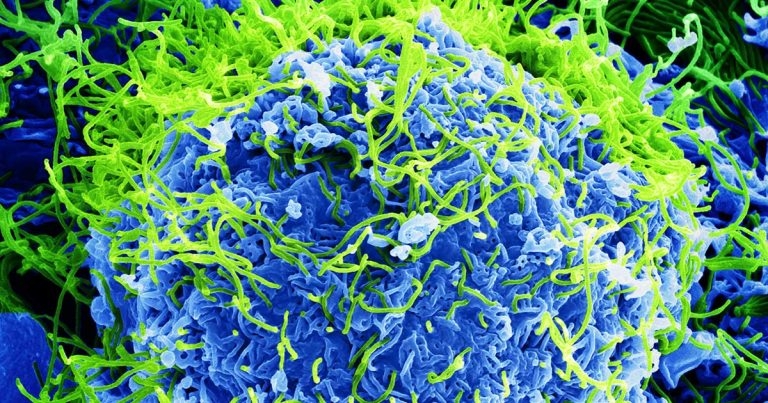 Transmission of meat-borne infectious agents – part 2