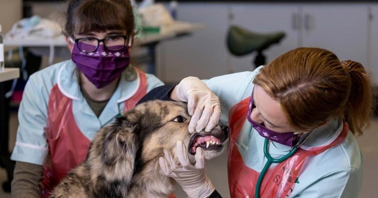 SRUC introduces new nursing degree for 2021