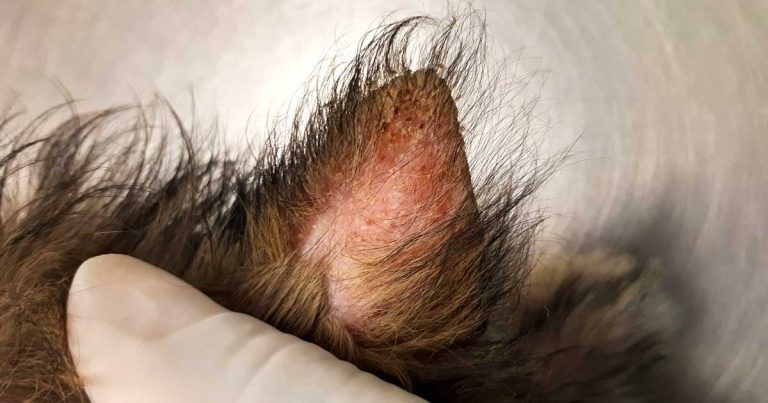 To see or not to see: lockdown dilemmas in dermatology