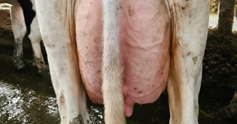 Innovations in udder health