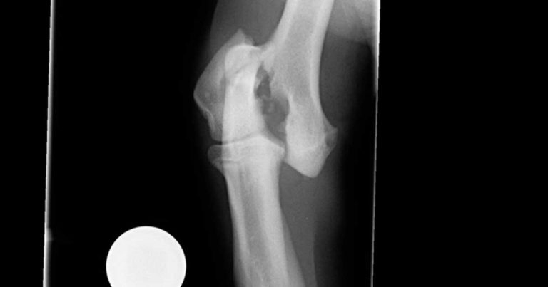 Fracture of the lateral aspect of the humeral condyle in a dog