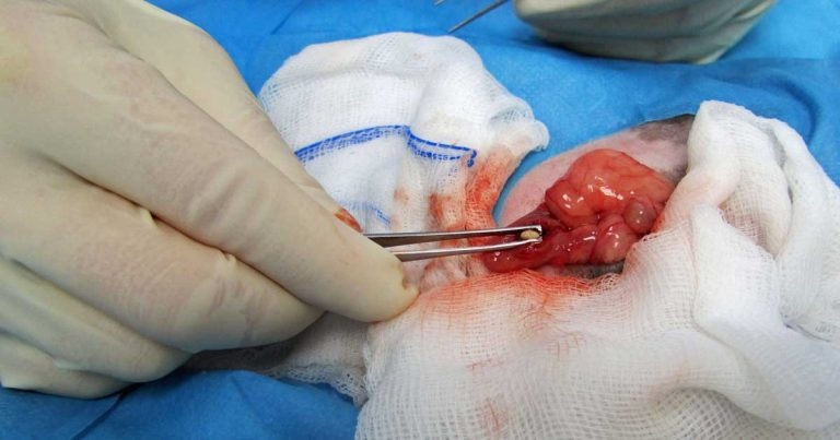 Approach to urolithiasis in guinea pigs