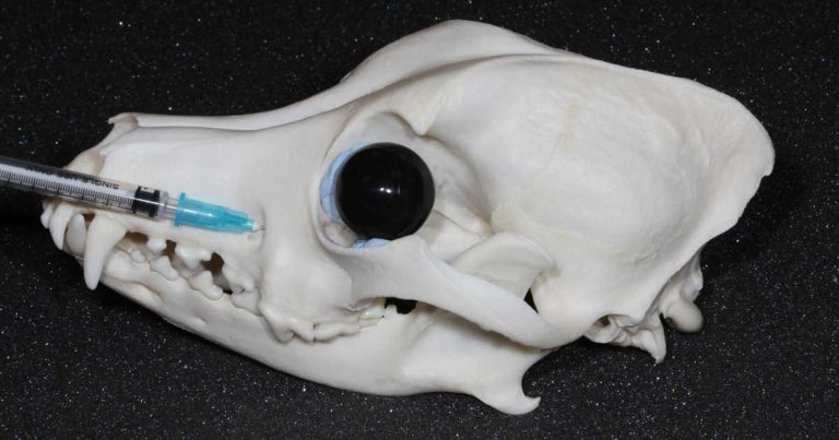 Analgesia advances: latest thinking and innovations