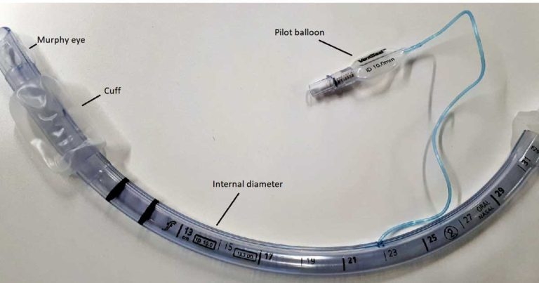 Management of the airway in companion animal anaesthesia
