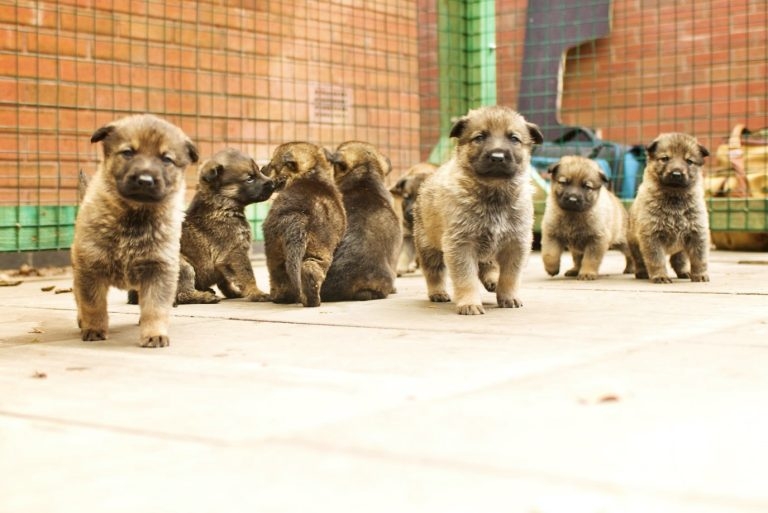 Police puppies need help: BattLab to the rescue