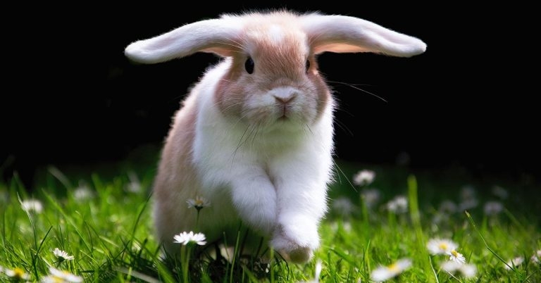 Rabbit Awareness Week organisers announce hopping theme