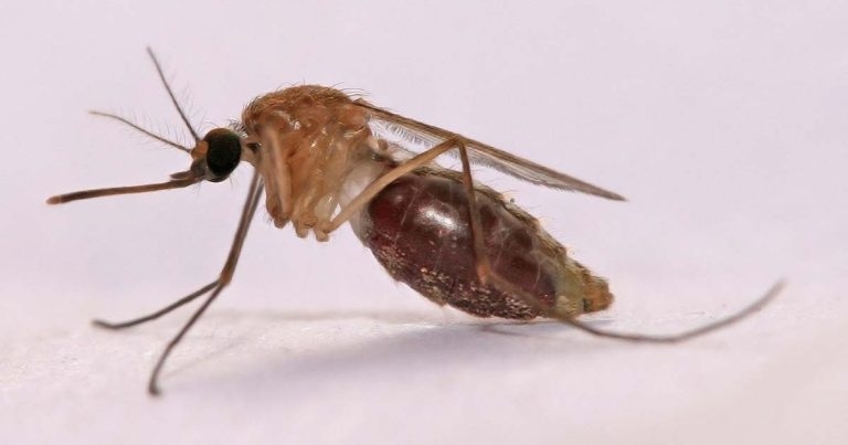 Pirbright’s mosquito gene discovery has malaria implications