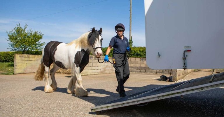 Charity rehomes record number of horses