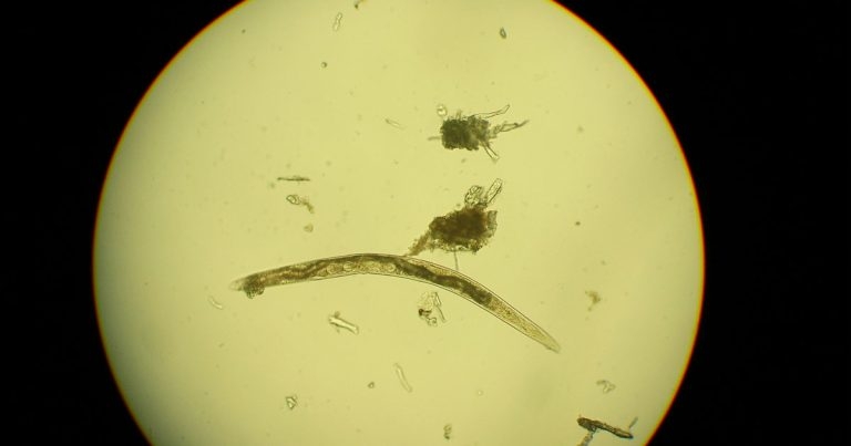Importance and opportunities of cat and dog helminth screening