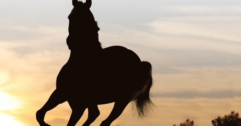 Laminitis symptoms and treatment, and helping owners spot early signs