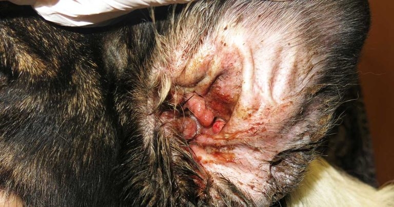 Allergies in dogs: how to reach a diagnosis part 2