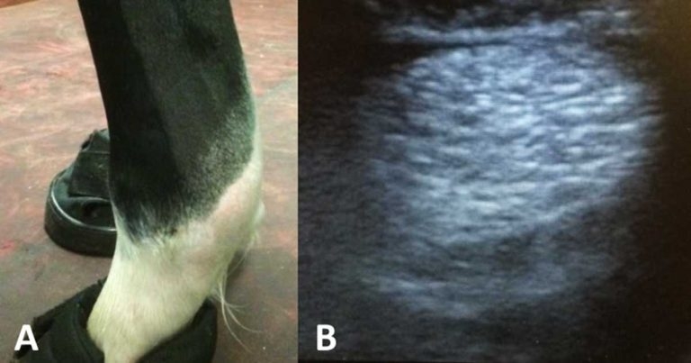 Tendon injuries update: diagnosis, treatment and management topics