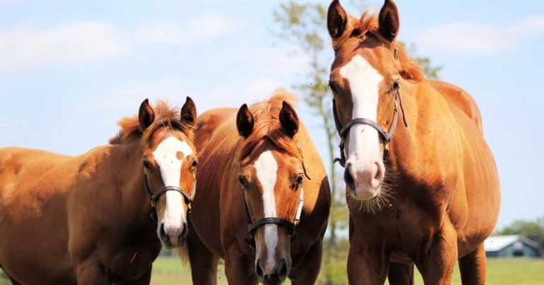 Equine influenza: clear advice on vaccinating in event of outbreak