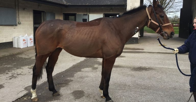 Gastrointestinal disorders: update on types, causes and treatments