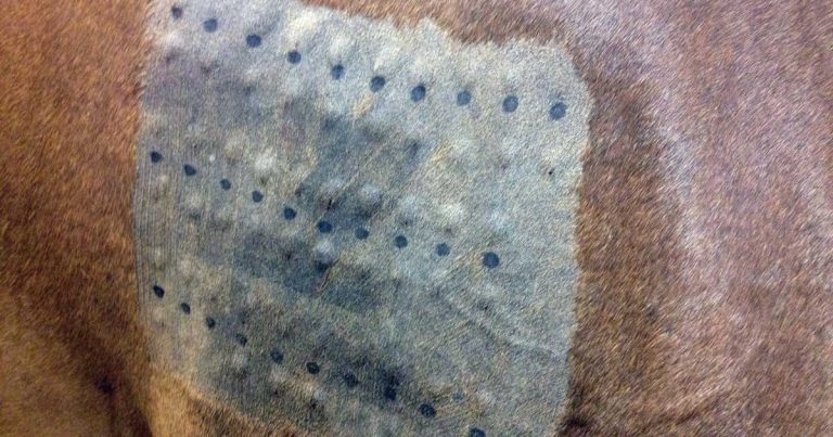 Equine atopic dermatitis – latest on diagnosis and management