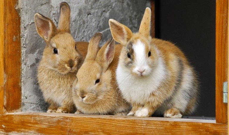 Rabbits – ‘the most challenging exotic we work with’