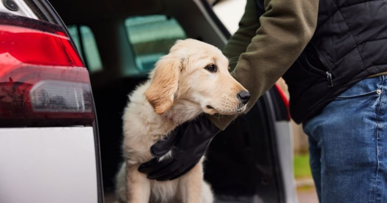 KC welcomes tougher sentences for dog theft