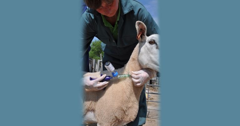 Subsidised sheep blood testing scheme running for 2021