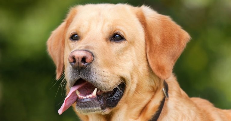 Weight management congress opens for registrations