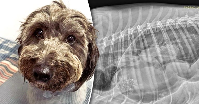 Rescue pup Florence back in right places