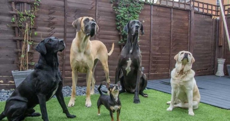 Massive study highlights most common diseases in dogs