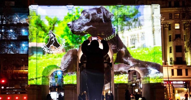 Giant dogs light up London