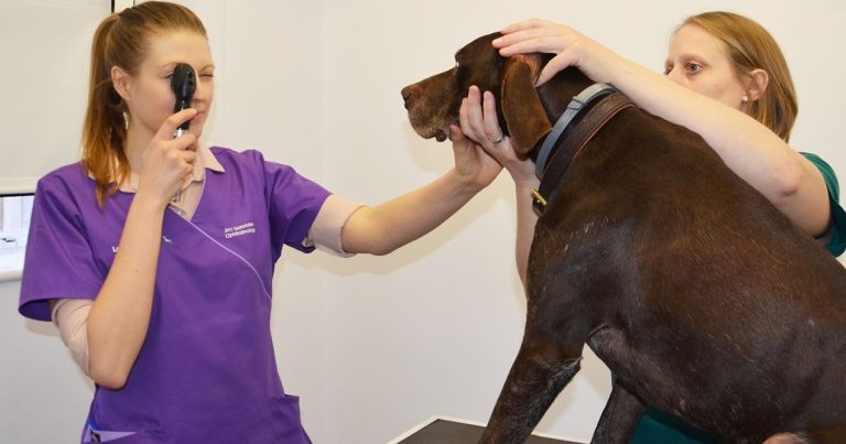 Cataracts in canine patients