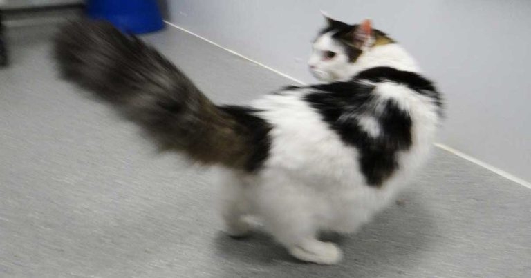 Feline intracranial meningioma