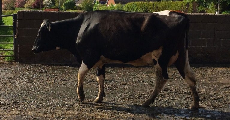 Focus on feet in cattle and sheep