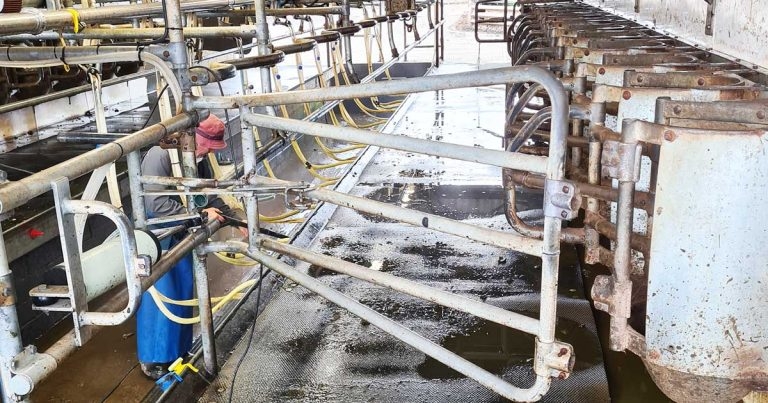 Milk hygiene and udder health: practical advice on best practice