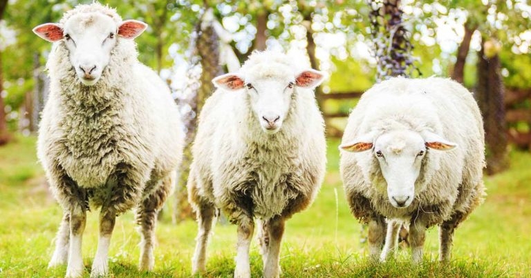 Enzootic abortion of ewes: a review