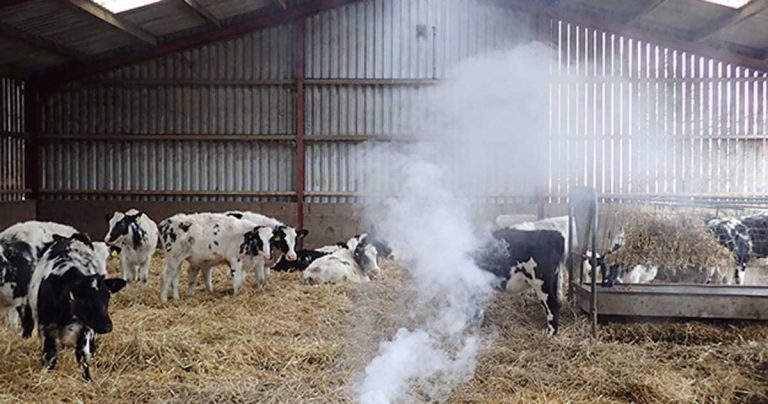 Bovine respiratory disease: causes, prevention and treatment options