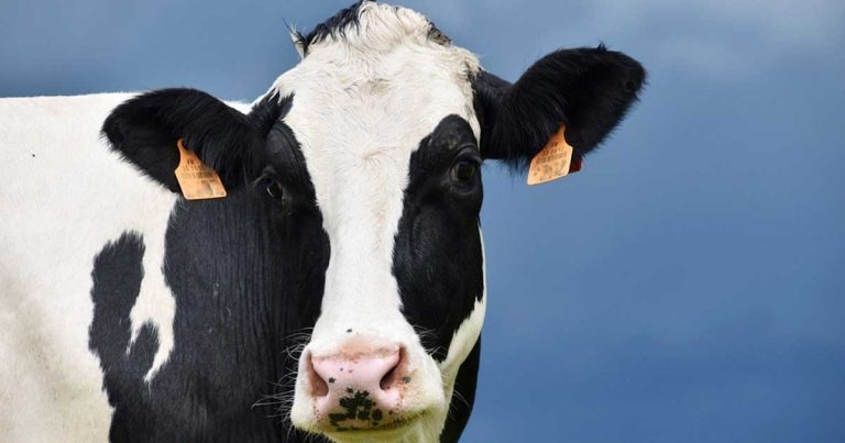 Tackling environmental mastitis