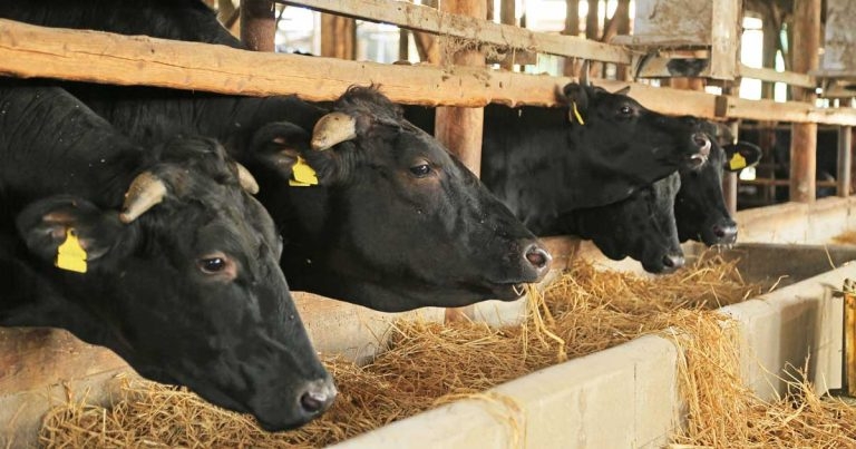 Bovine respiratory disease: causes, prevention and management