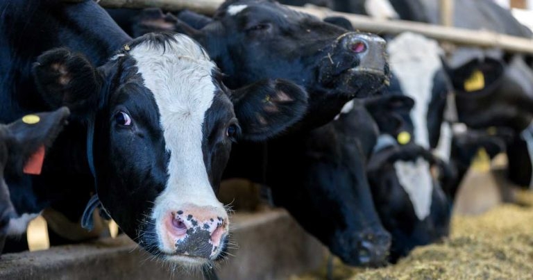 Dairy cow nutrition: importance of getting transition management right