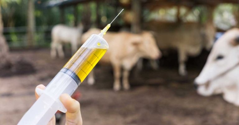 New NOAH guideline will play ‘pivotal role’ for farm health