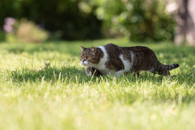 Research links owner play to drop in number of kills by cats