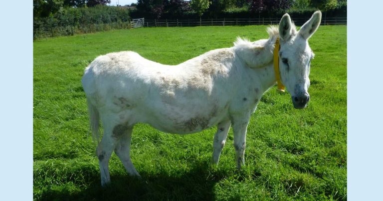 Teamwork key to growing equine obesity problem