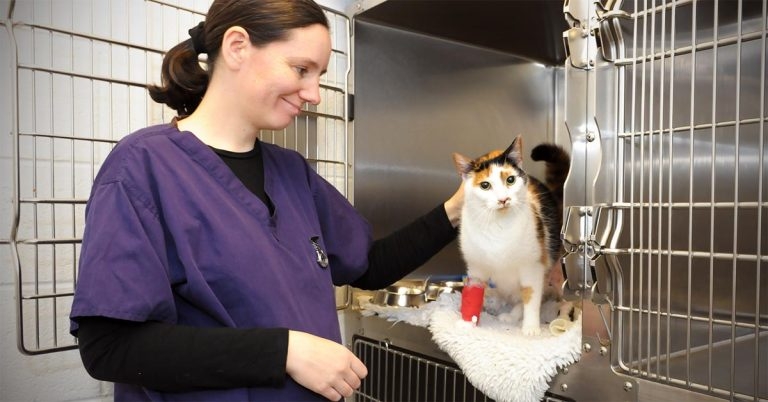 Silver service for cats at Kentdale
