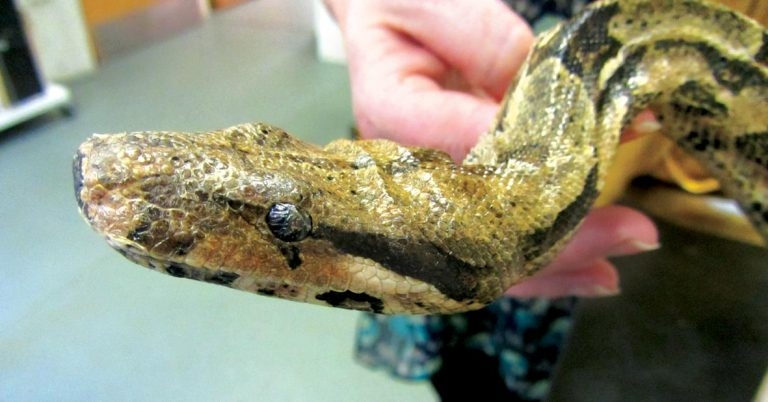 Snakes: husbandry and common health problems