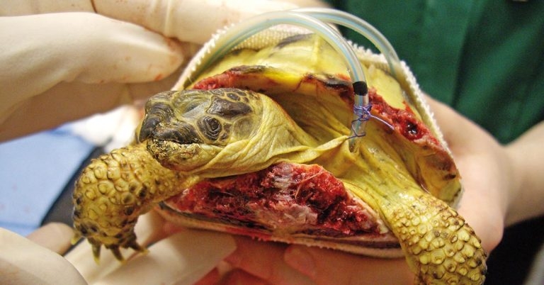 What to do if presented with tortoises suffering shell injury