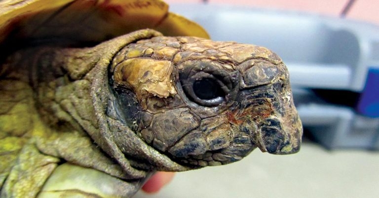 Common nutritional disorders of captive reptiles