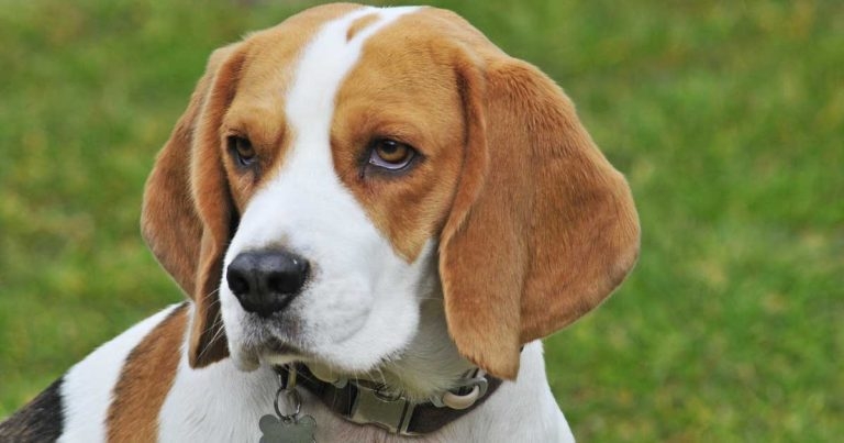 Use of toceranib in treating canine thyroid carcinoma