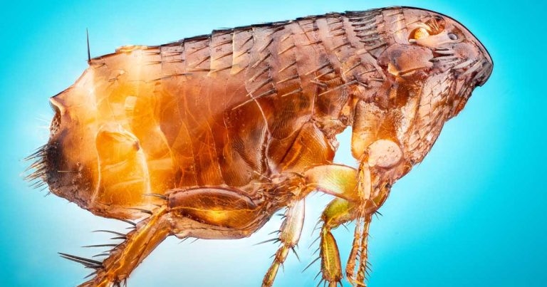 Flea control breakdown