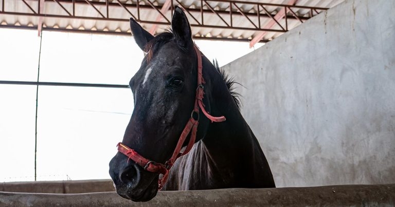 Are we prepared for African horse sickness?