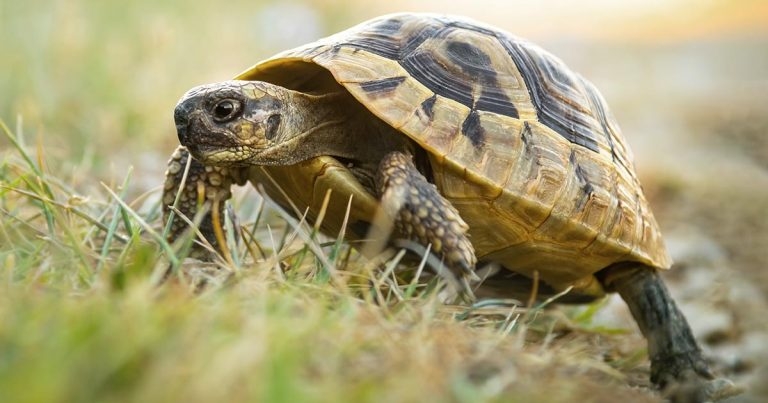 Haematology findings from a tortoise