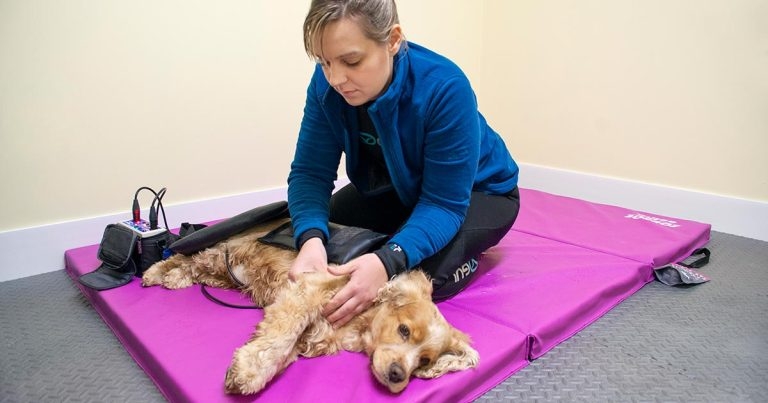 Physiotherapy’s place in managing chronic pain in cats and dogs