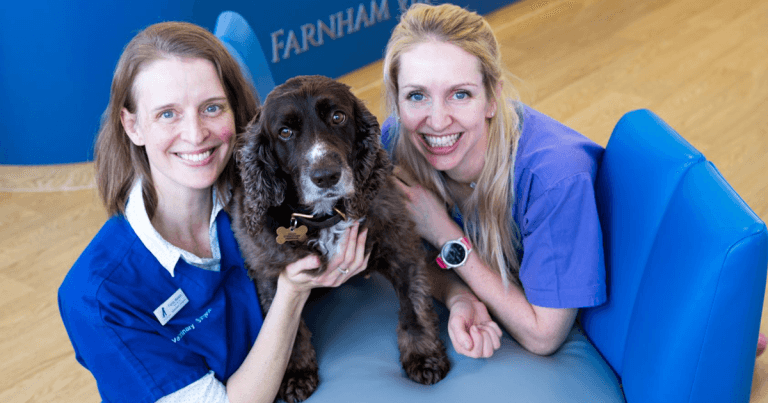 Ziggy is still a star after life-saving operation