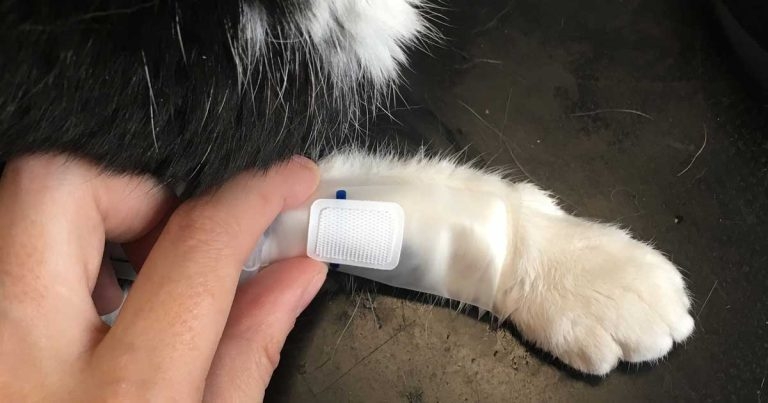 Feline hypertension